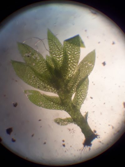 Fissidens dealbatus, photographed by Leon Perrie
