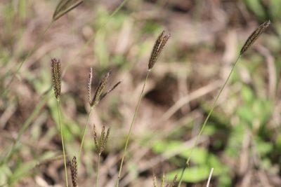 Chloris virgata, photographed by Noeleen du Toit