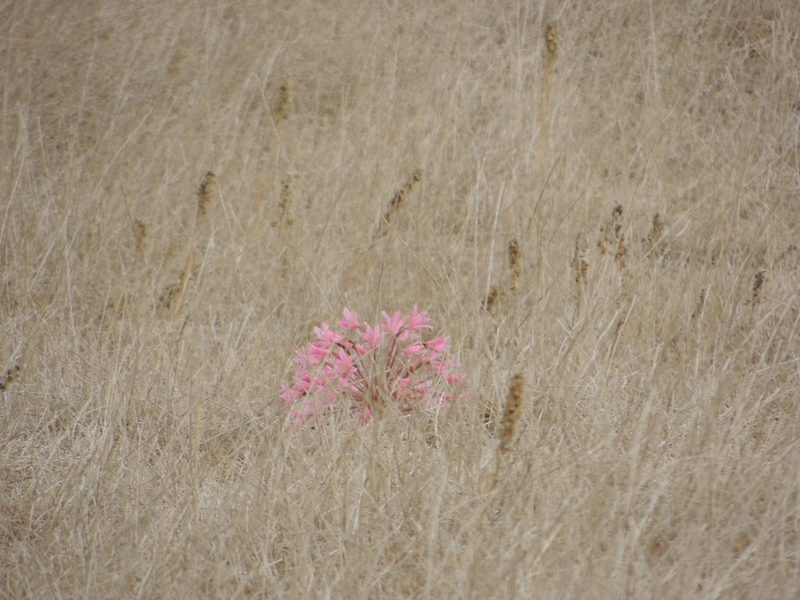 Brunsvigia bosmaniae, photographed by Jacques van der Merwe