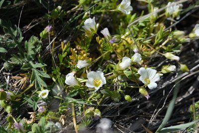 Limnanthes alba, photographed by Madeleine Claire