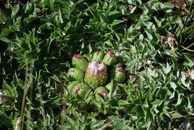 Cirsium scariosum, photographed by Madeleine Claire