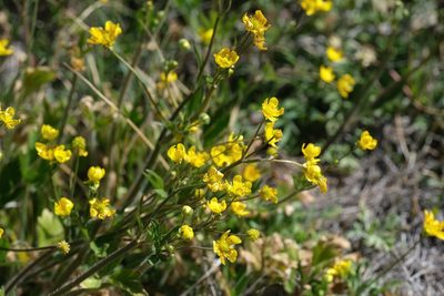Ranunculus californicus, photographed by Madeleine Claire