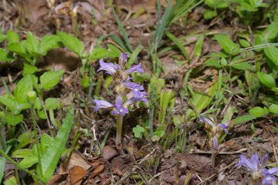 Orobanche nana, photographed by Michelle W. （鍾偉瑋）