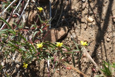 Camissonia strigulosa, photographed by Madeleine Claire