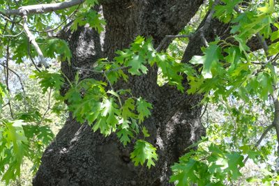 Quercus kelloggii, photographed by Madeleine Claire