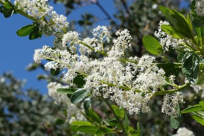 Ceanothus palmeri, photographed by Madeleine Claire