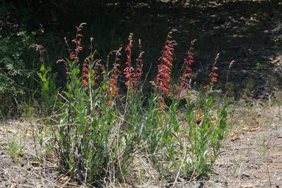 Penstemon centranthifolius, photographed by Madeleine Claire
