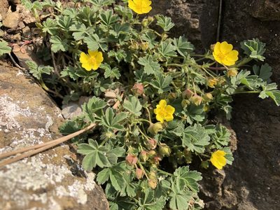 Potentilla incana, photographed by Pavel Kacl