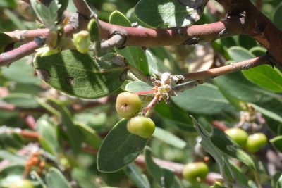 Arctostaphylos pungens