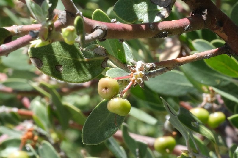 Arctostaphylos pungens, photographed by Madeleine Claire