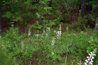 Baptisia lactea, photographed by Michelle W. （鍾偉瑋）