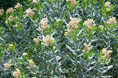 Ericameria parishii