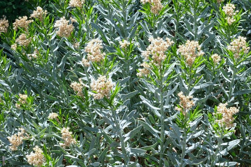 Ericameria parishii, photographed by Madeleine Claire