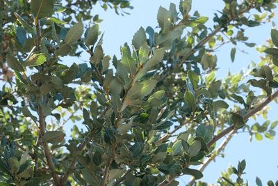 Quercus chrysolepis, photographed by Madeleine Claire