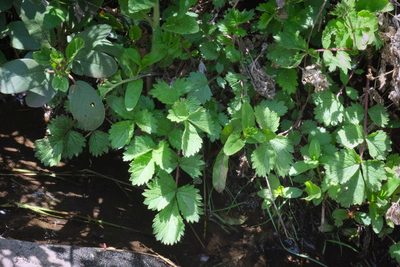 Drymocallis glandulosa, photographed by Madeleine Claire
