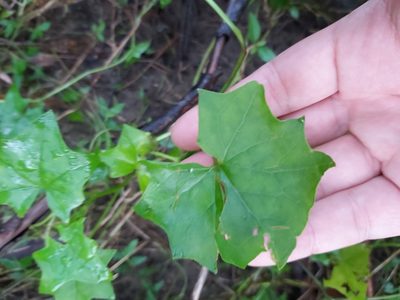 Delairea odorata, photographed by Tim