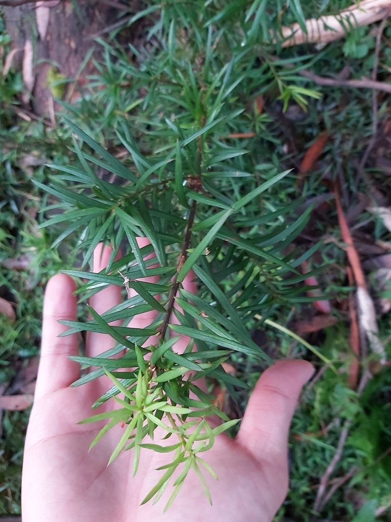 Podocarpus spinulosus, photographed by Tim
