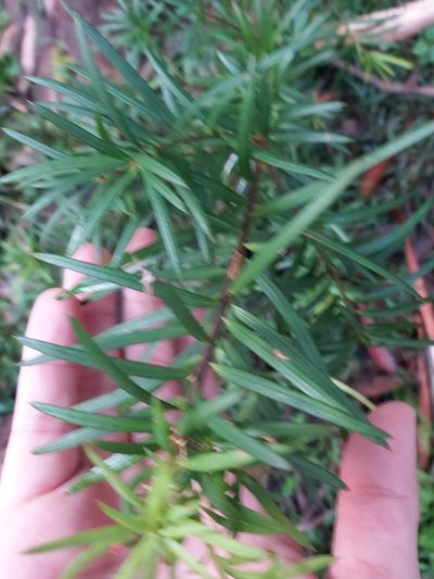 Podocarpus spinulosus, photographed by Tim