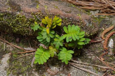 Pleopeltis michauxiana, photographed by Michelle W. （鍾偉瑋）