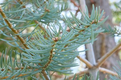 Abies concolor, photographed by Madeleine Claire