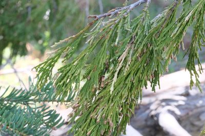 Calocedrus decurrens, photographed by Madeleine Claire