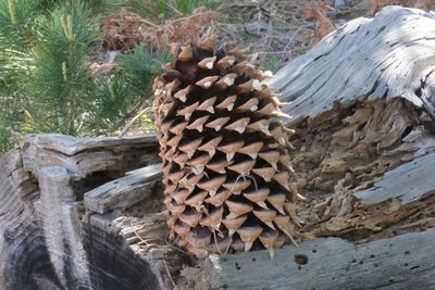 Pinus coulteri, photographed by Madeleine Claire