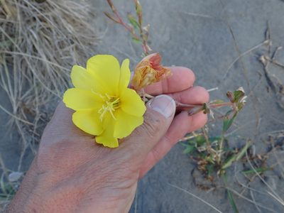 Oenothera stricta, photographed by Arnim Littek