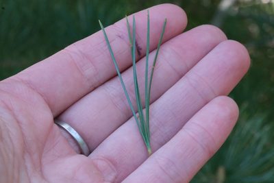 Pinus lambertiana, photographed by Madeleine Claire