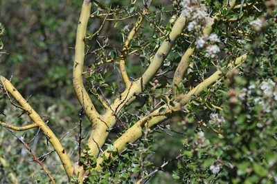 Ceanothus leucodermis, photographed by Madeleine Claire