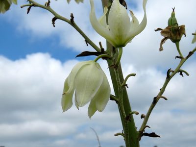 Yucca cernua, photographed by Laura Clark