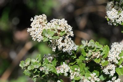 Ceanothus pauciflorus, photographed by Madeleine Claire