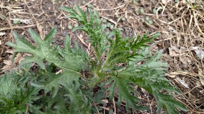 Urtica cannabina, photographed by Екатерина Гущина