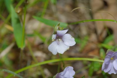 Pinguicula pumila, photographed by Michelle W. （鍾偉瑋）