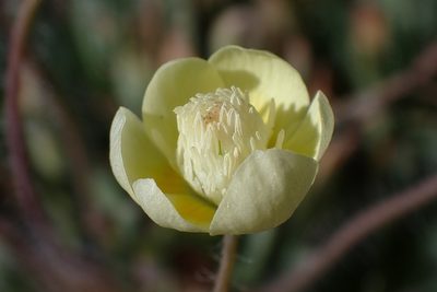 Platystemon californicus, photographed by Madeleine Claire