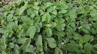 Atriplex tatarica, photographed by Екатерина Гущина