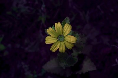Berlandiera pumila, photographed by Michelle W. （鍾偉瑋）