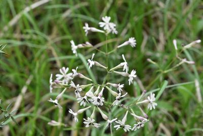 Silene italica, photographed by Марина Садыкова