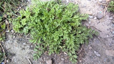 Potentilla supina, photographed by Екатерина Гущина