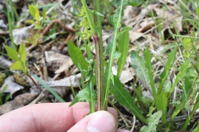 Crepis biennis, photographed by thomas_oswald
