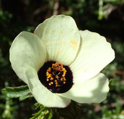 Hibiscus trionum, photographed by Nicola van Berkel