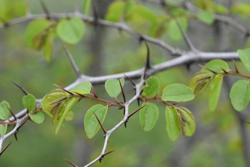 Paliurus spina-christi, photographed by Марина Садыкова