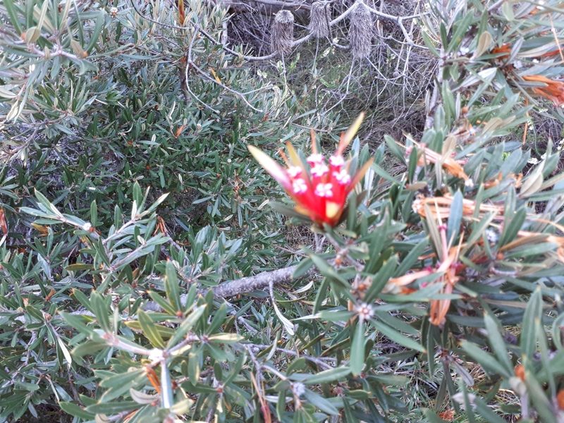 Lambertia formosa, photographed by stevel99