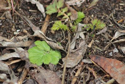 Geum aleppicum, photographed by Tatiana Strus