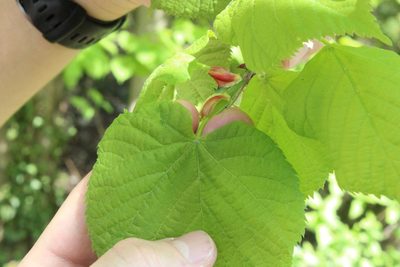 Tilia platyphyllos, photographed by thomas_oswald