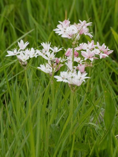Allium trifoliatum, photographed by Victor Heng