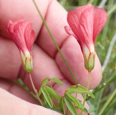 Oxalis pendulifolia, photographed by Nicola van Berkel