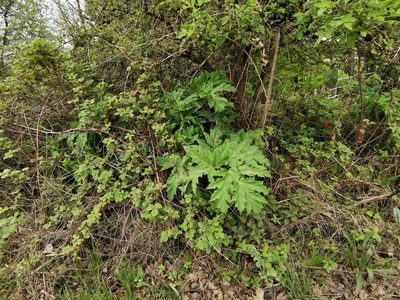 Heracleum mantegazzianum, photographed by Rachel Webster