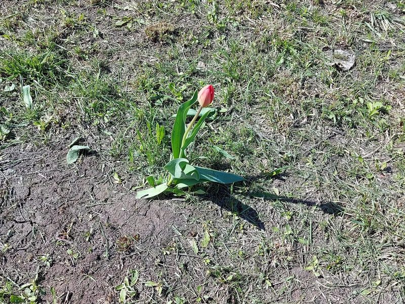 Tulipa gesneriana, photographed by Letniy