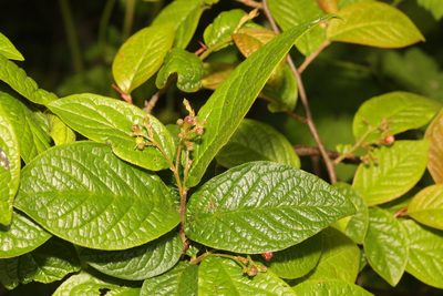 Cotoneaster rehderi, photographed by Stephen James McWilliam