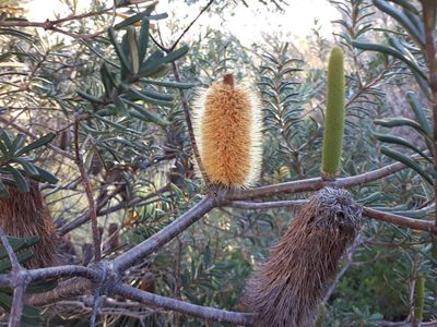 Banksia marginata, photographed by stevel99